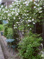 薔薇の季節